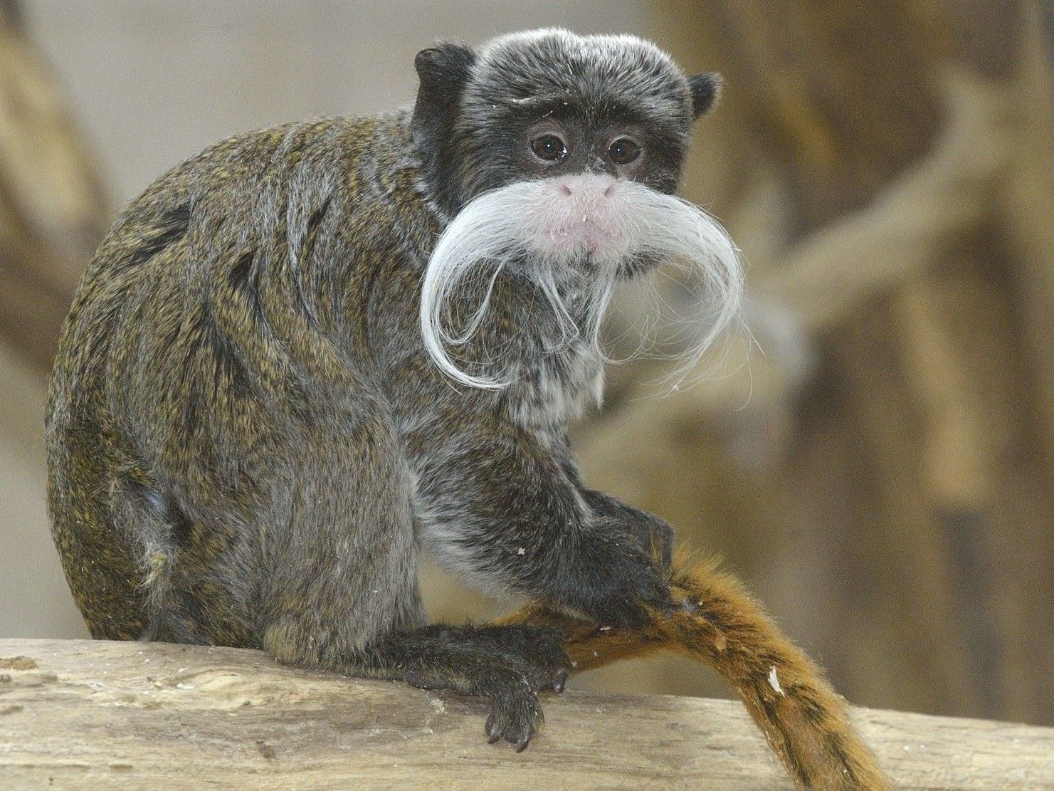 Zwei kleine Schnurrbarttamarine sind im Tiergarten Schönbrunn eingezogen. Zwei kleine Schnurrbarttamarine sind im Tiergarten Schönbrunn eingezogen.