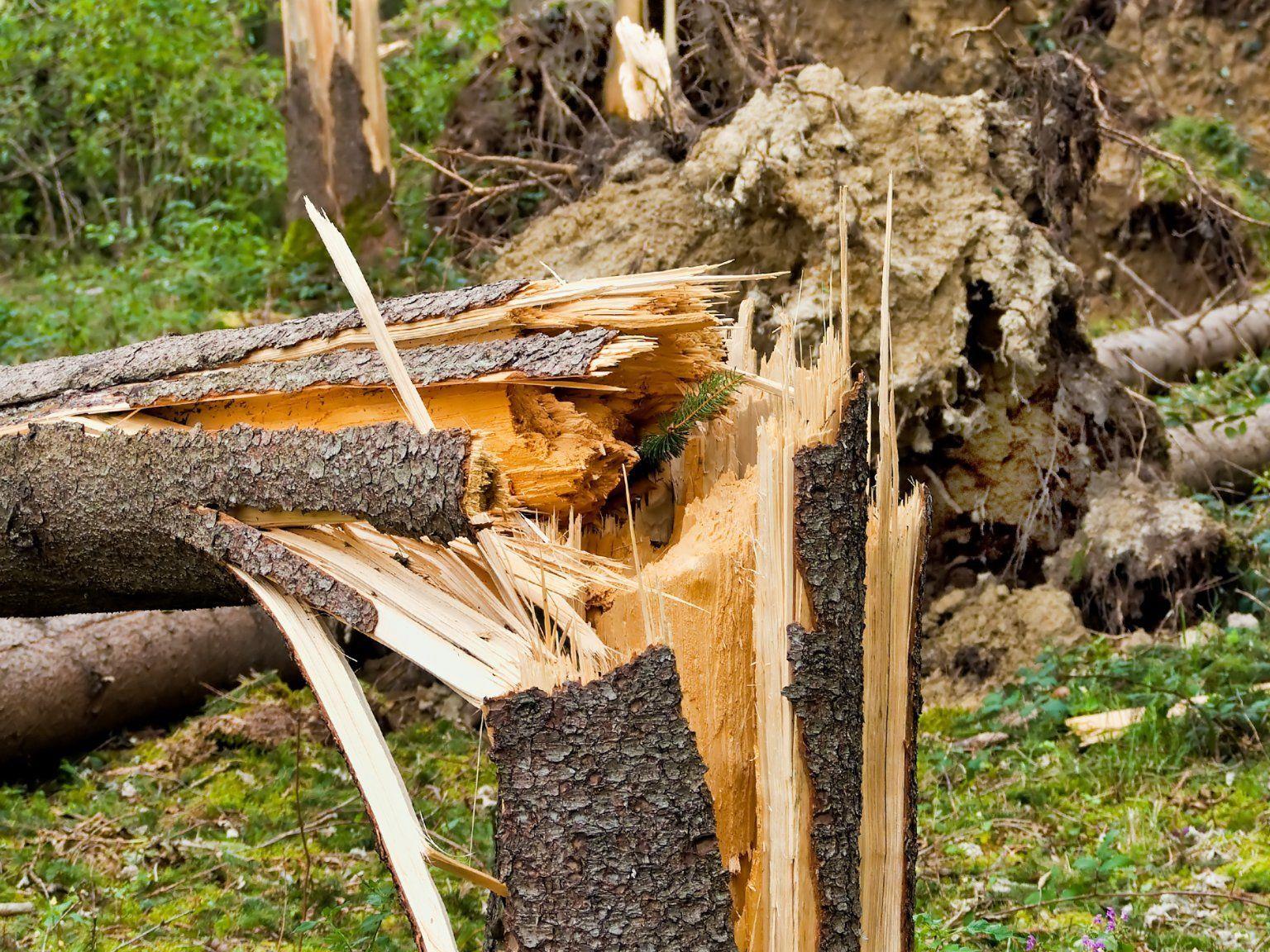 Ein umstürzender Baum verletzte eine Waldarbeiter schwer