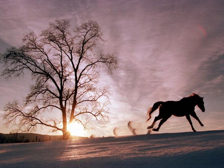 Ohnehin bereits viel kleiner als heutige Pferde, schrumpfte das Ur-Pferd noch um ein ganzes Drittel Ohnehin bereits viel kleiner als heutige Pferde, schrumpfte das Ur-Pferd noch um ein ganzes Drittel