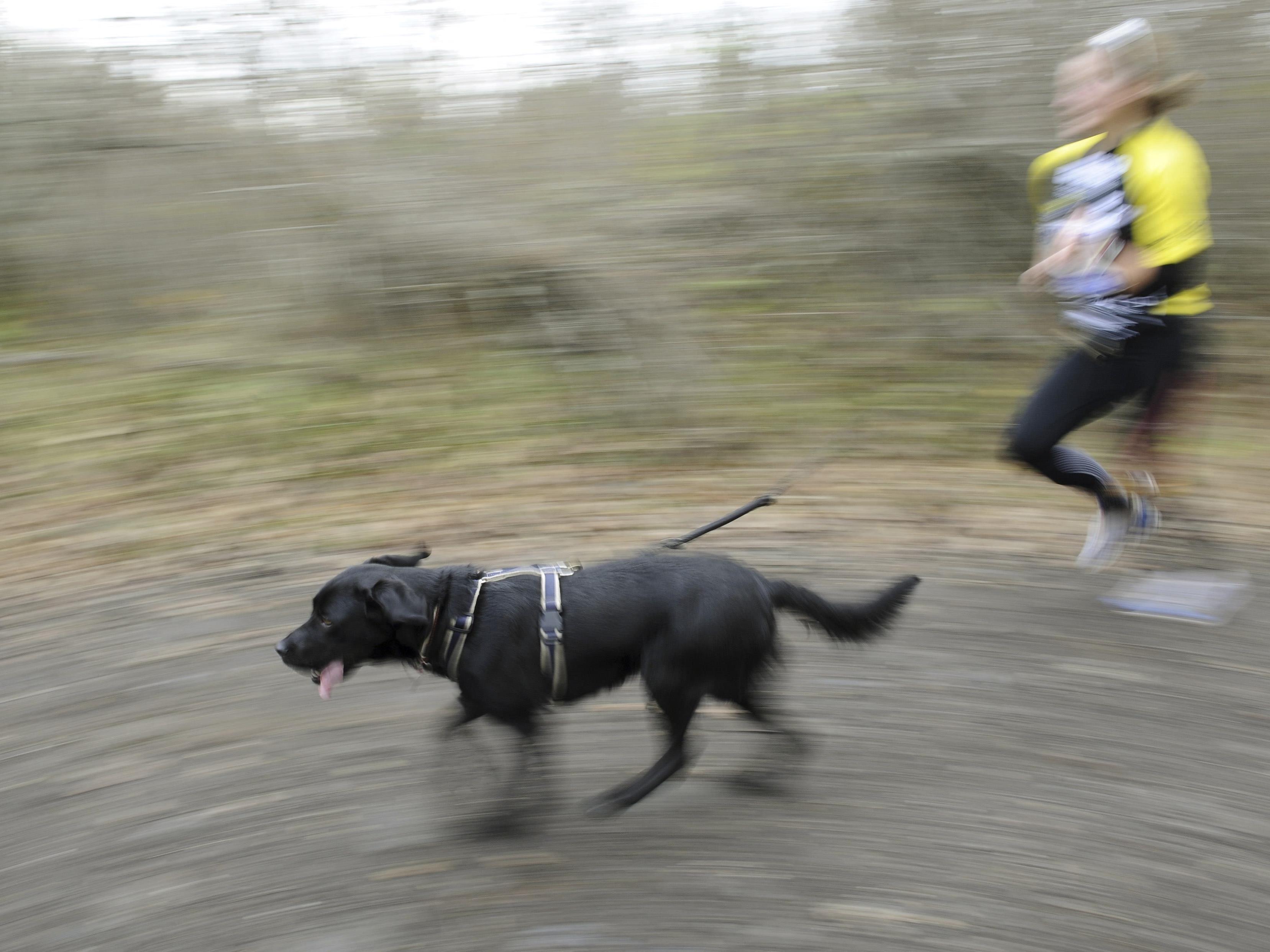 Läufer und Hundehalter zur Hälfte schuld – Sportler hätte besser aufpassen müssen.