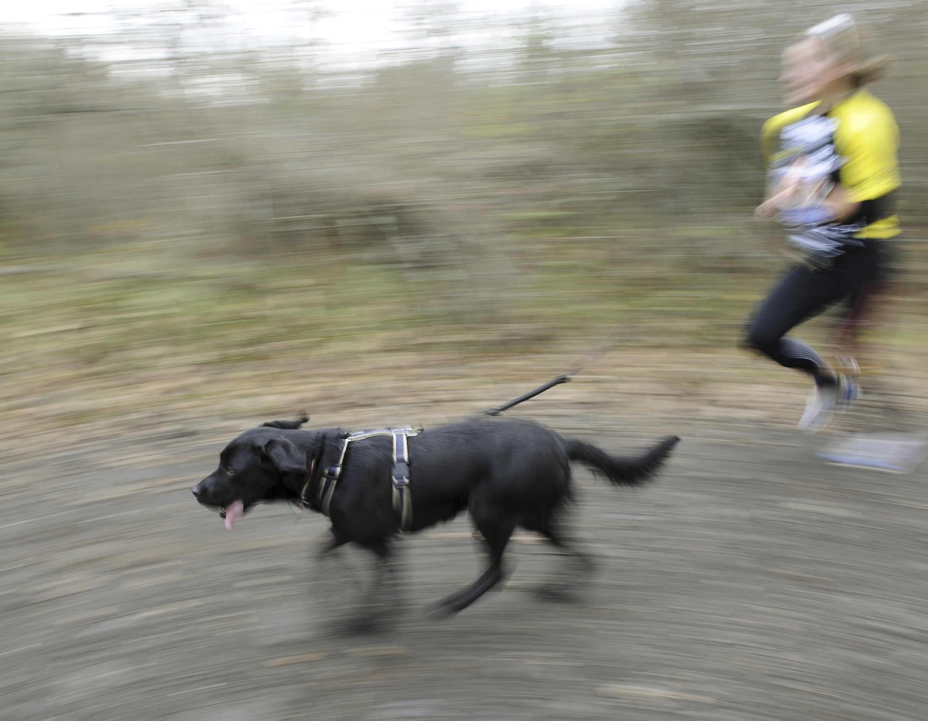 Läufer und Hundehalter zur Hälfte schuld – Sportler hätte besser aufpassen müssen.