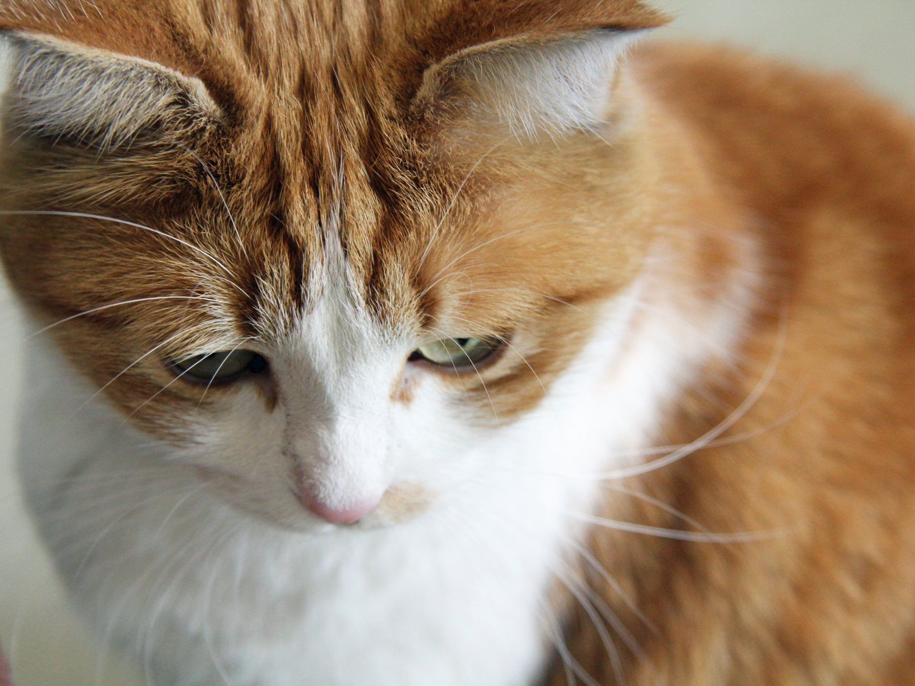 Landesbeitrag für Tierschutzheim Dornbirn. Landesbeitrag für Tierschutzheim Dornbirn.