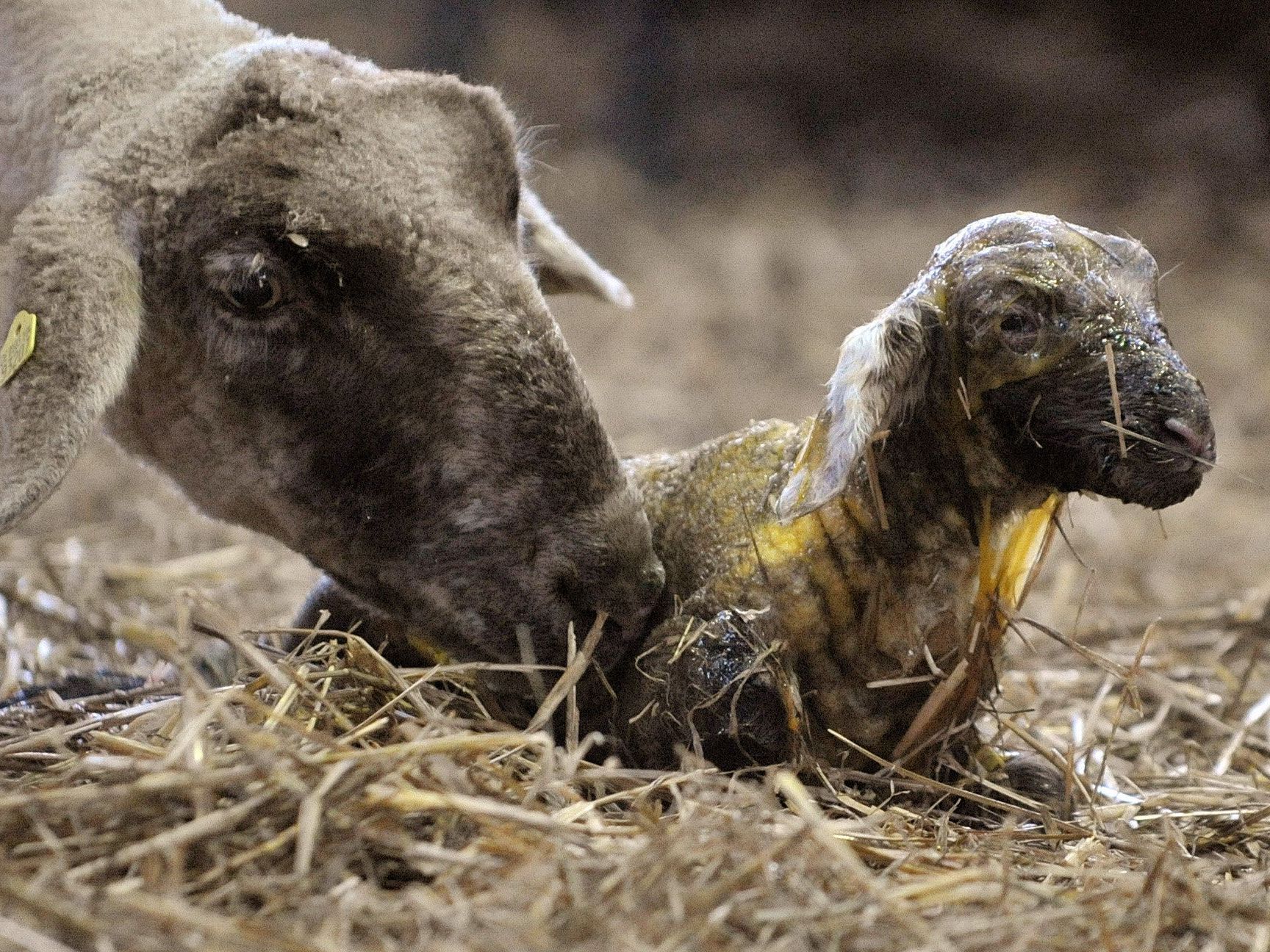 Vom Schmallenberg-Virus infizierte Lämmer bringen meist tote oder missgebildete Lämmer zur Welt. Vom Schmallenberg-Virus infizierte Lämmer bringen meist tote oder missgebildete Lämmer zur Welt.