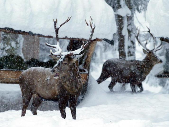 Das Wild muss im tiefen Schnee wohl gefüttert werden, frieren tun die Tiere nicht.