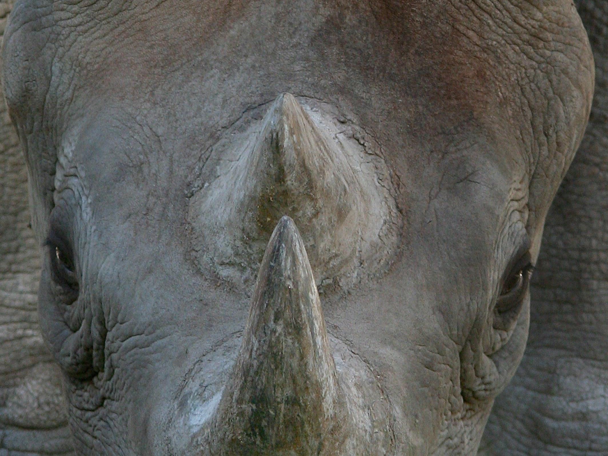 Rhino-Nashörner haben einen hohen Marktwert