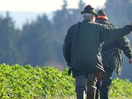 Pensionist bei Forstunfall im Bezirk Krems tödlich verunglückt