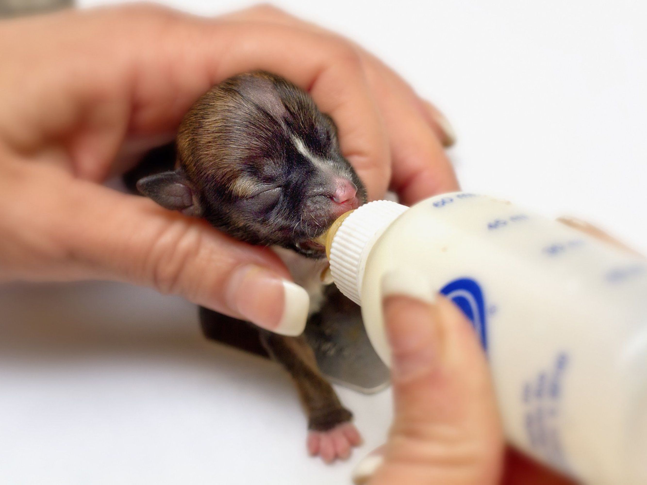 Beyoncé könnte der kleinste Hund der Welt sein. Beyoncé könnte der kleinste Hund der Welt sein.