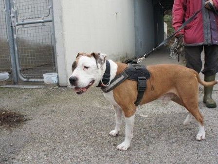 Sparky ist zwölf Jahre alt und seit zehn Jahren im Tierschutzhaus. Ein neues Heim würde ihm einen schönen Lebensabend bescheren. Sparky ist zwölf Jahre alt und seit zehn Jahren im Tierschutzhaus. Ein neues Heim würde ihm einen schönen Lebensabend bescheren.