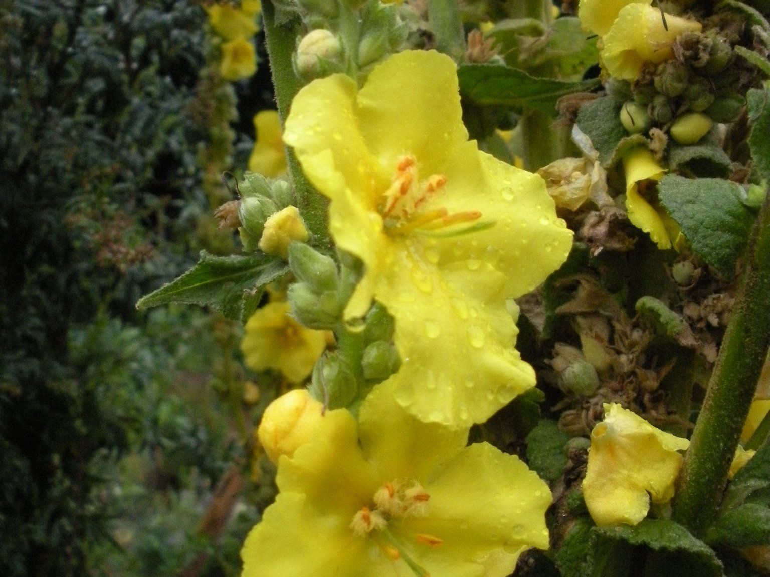 Die Königskerze ist eine sehr bedeutende Pflanze - nicht nur für Frauen. Die Königskerze ist eine sehr bedeutende Pflanze - nicht nur für Frauen.