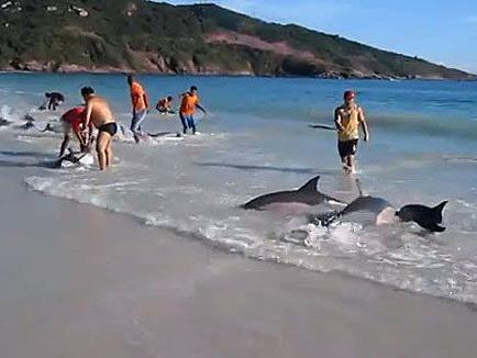 Passanten werden in Brasilien spontan zu Delfin-Rettern.