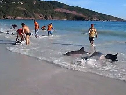 Passanten werden in Brasilien spontan zu Delfin-Rettern. Passanten werden in Brasilien spontan zu Delfin-Rettern.