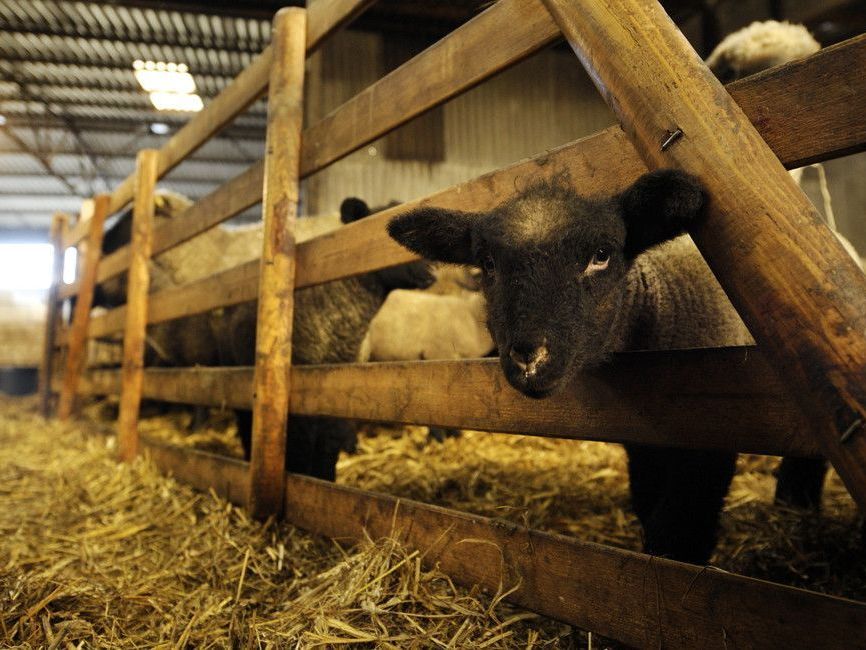 Schmallenberg-Virus: Die Vorarlberger Landesregierung will für den Ernstfall vorbereitet sein. Schmallenberg-Virus: Die Vorarlberger Landesregierung will für den Ernstfall vorbereitet sein.