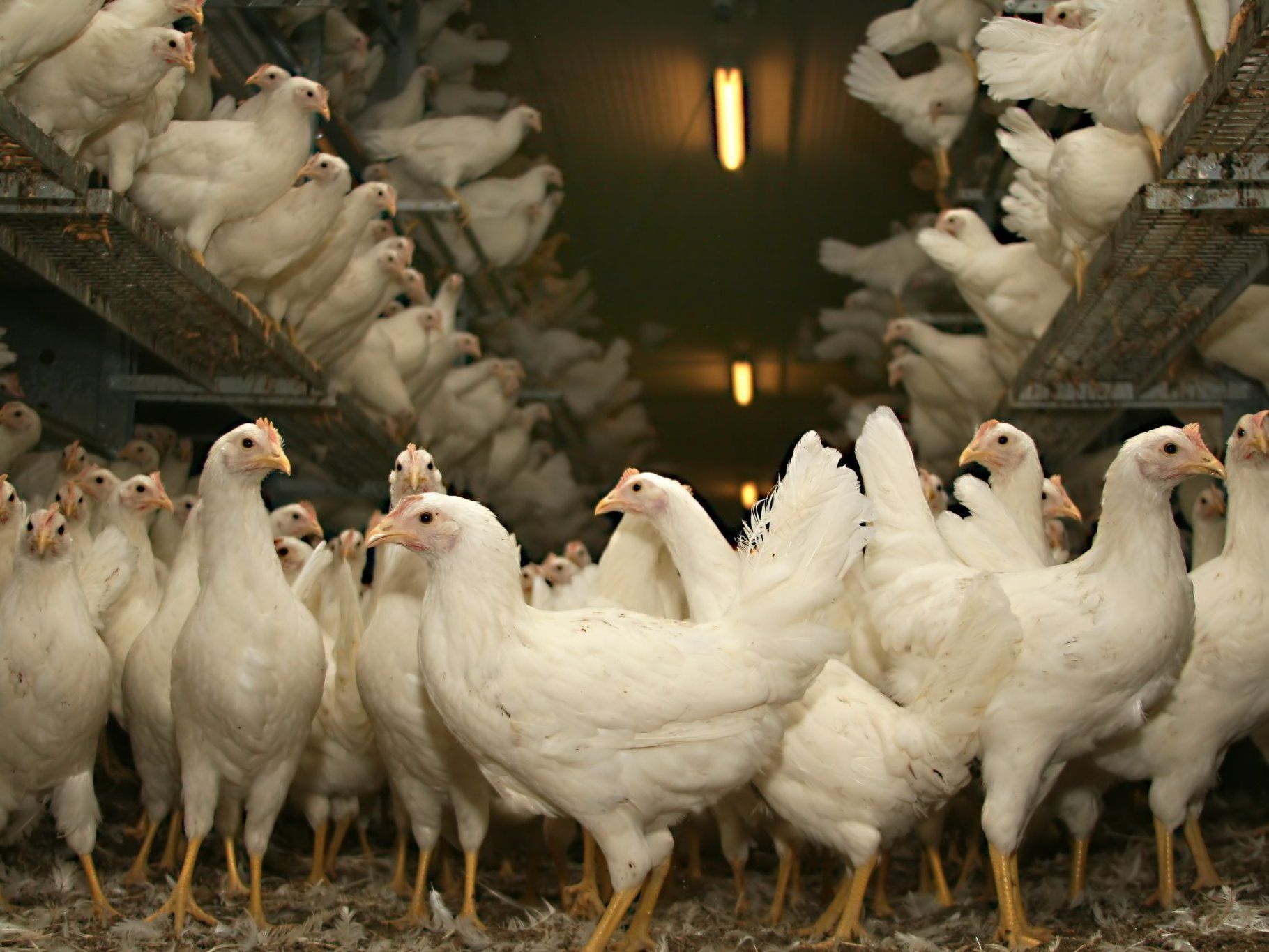 Bei Geflügel (Geflügelprodukten) gibt es vor allem zwei Keimbelastungen, die Probleme bereiten: Salmonellen und Bakterien vom Typ Campylobacter. Bei Geflügel (Geflügelprodukten) gibt es vor allem zwei Keimbelastungen, die Probleme bereiten: Salmonellen und Bakterien vom Typ Campylobacter.