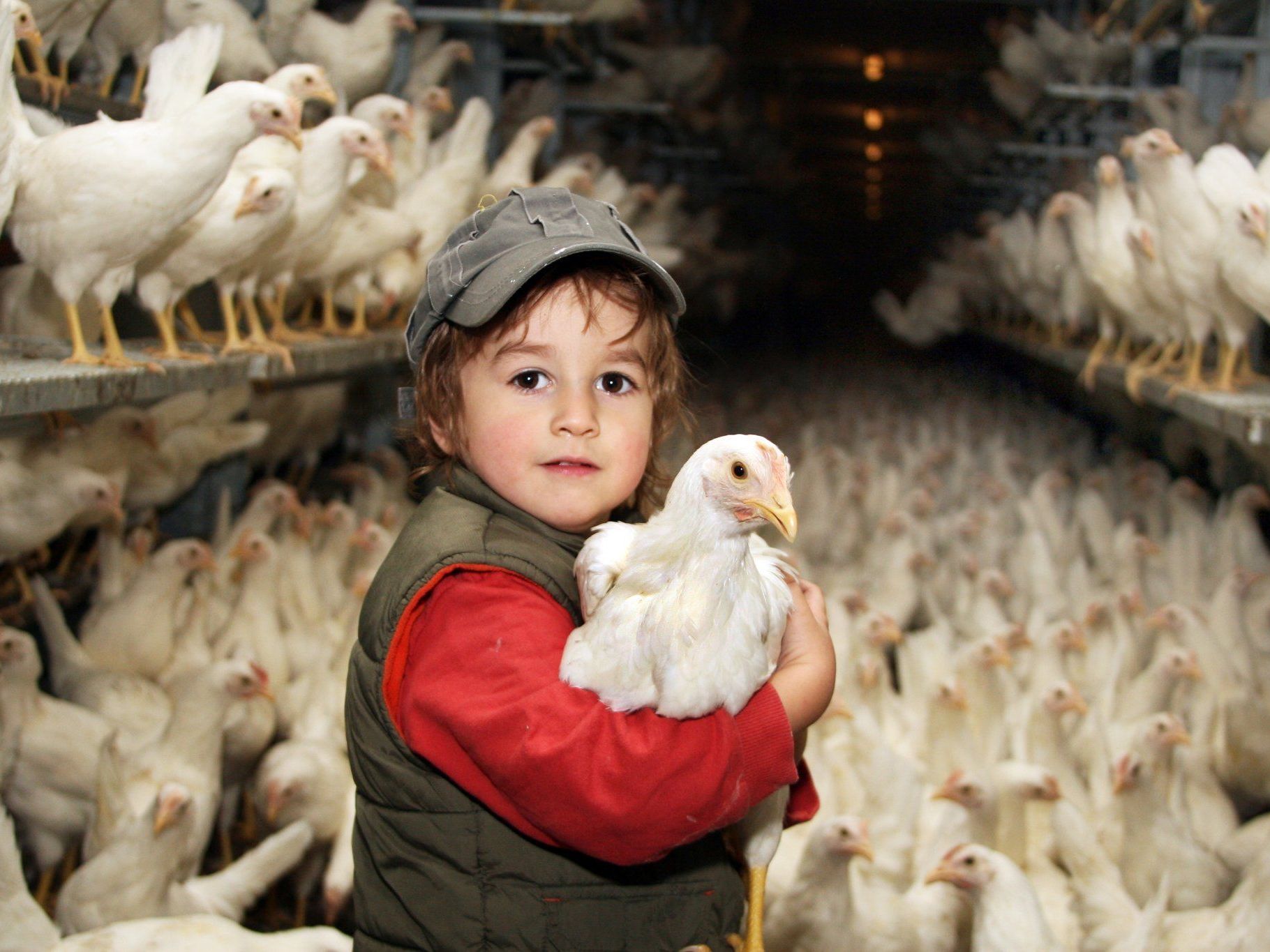 Jeder Haushalt, der einen Antrag stellt, soll im September zwei Legehennen erhalten. Jeder Haushalt, der einen Antrag stellt, soll im September zwei Legehennen erhalten.