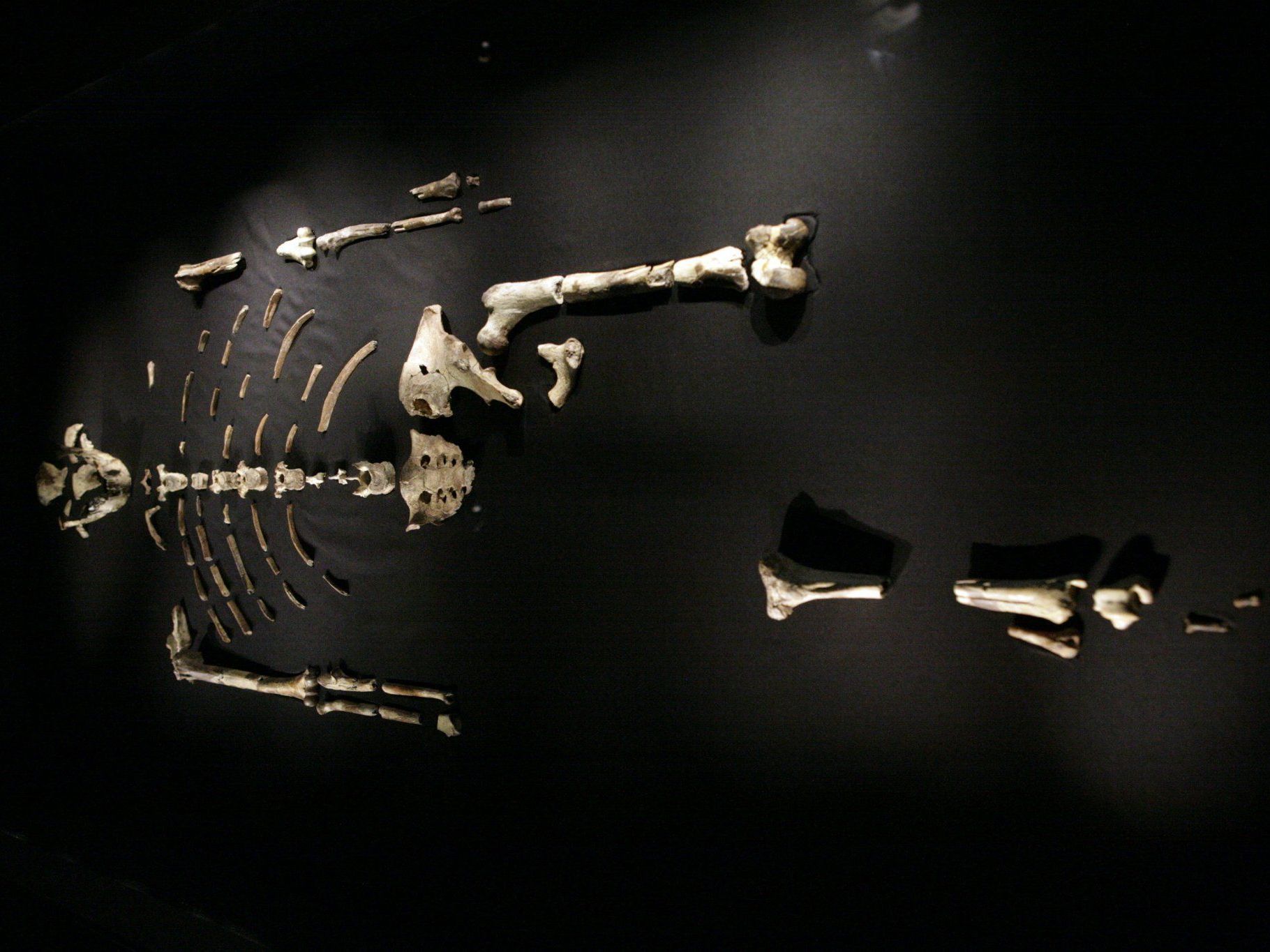 Das 3,2 Millionen Jahre alte Skelett „Lucy“ ist die berühmteste Vertreterin der Vormenschen-Art Australopithecus afarensis. Das 3,2 Millionen Jahre alte Skelett „Lucy“ ist die berühmteste Vertreterin der Vormenschen-Art Australopithecus afarensis.
