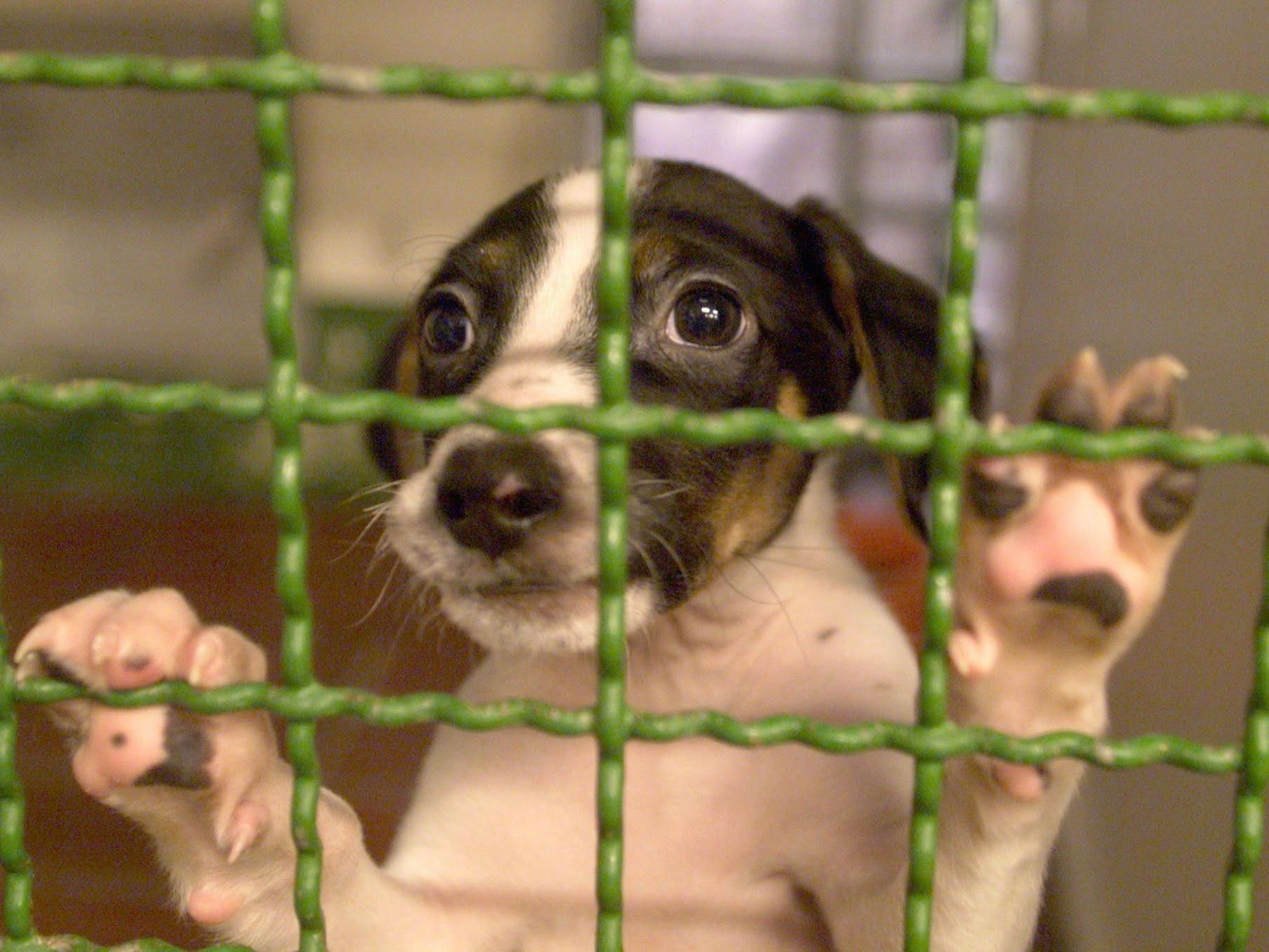 Nach Inkrafttreten des Gesetzes setzten eine Reihe von Betreibern illegaler Zuchten ihre Hunde einfach auf die Straße - viele landeten im Tierheim. Nach Inkrafttreten des Gesetzes setzten eine Reihe von Betreibern illegaler Zuchten ihre Hunde einfach auf die Straße - viele landeten im Tierheim.