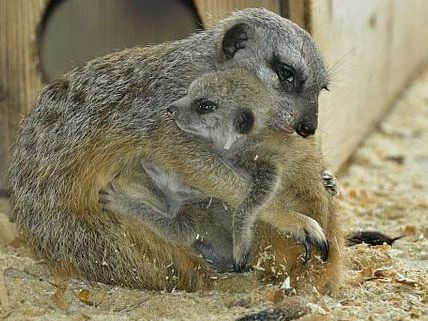 So putzig sind die neuen Bewohner im Tiergarten Schönbrunn. So putzig sind die neuen Bewohner im Tiergarten Schönbrunn.