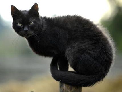 Für Katzen ist es in Müllendorf derzeit gefährlich. Für Katzen ist es in Müllendorf derzeit gefährlich.