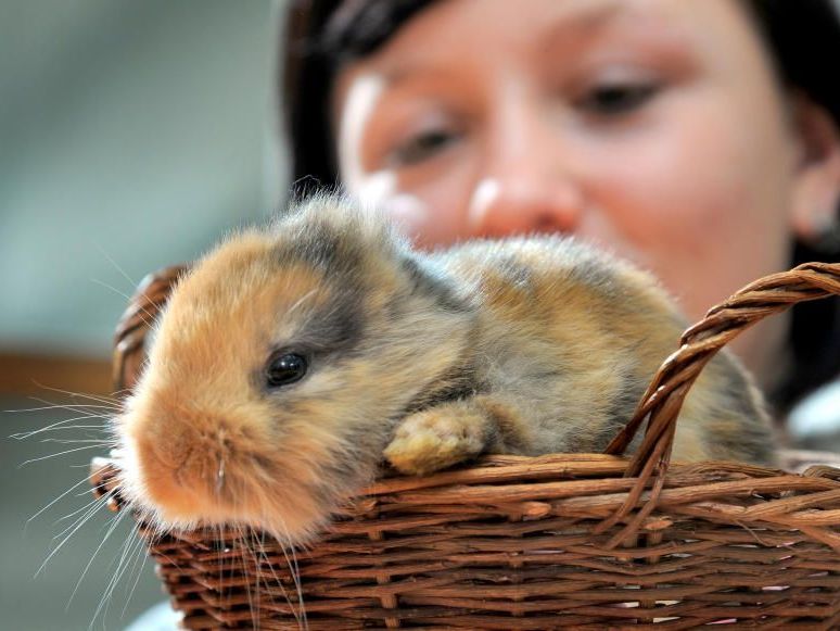 Das Keinohrhäschen wurde im Februar geboren und sollte die Attraktion des Parks werden. Das Keinohrhäschen wurde im Februar geboren und sollte die Attraktion des Parks werden.