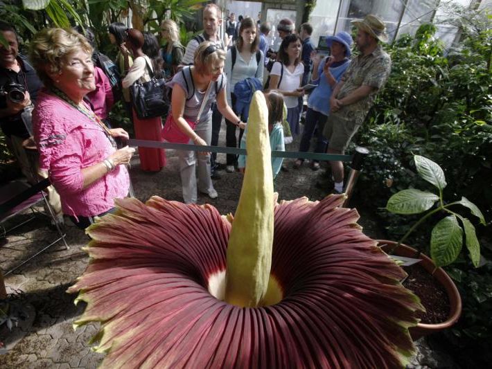 Titanenwurz zeigt ihre Blüten nach 15 Jahren Titanenwurz zeigt ihre Blüten nach 15 Jahren