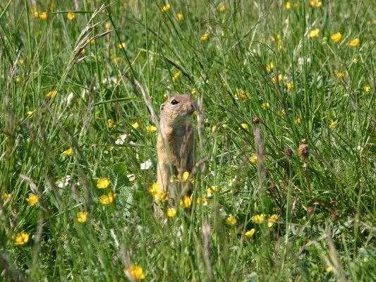 Eines der Ziesel von Floridsdorf. Eines der Ziesel von Floridsdorf.