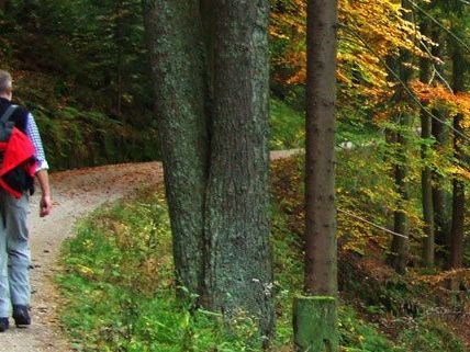 In Kärnten stürzte ein Pensionist 25 Meter in eine Böschung In Kärnten stürzte ein Pensionist 25 Meter in eine Böschung