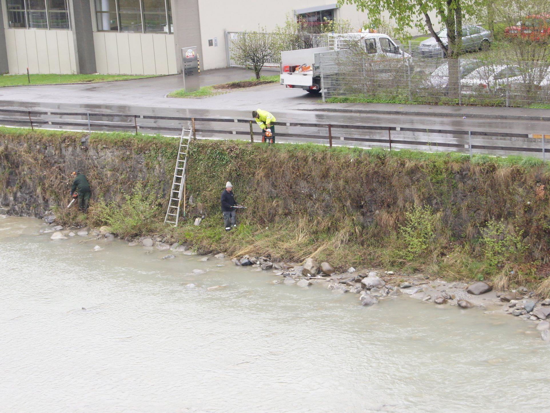 Uferreinigung an der Dornbirner Ache im Bereich der Achstraße.