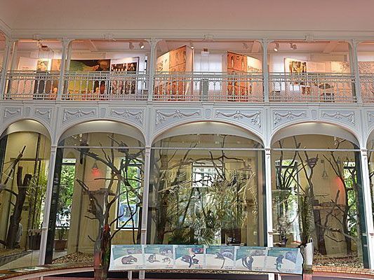 So sieht es im neuen Affenhaus in Schönbrunn aus So sieht es im neuen Affenhaus in Schönbrunn aus