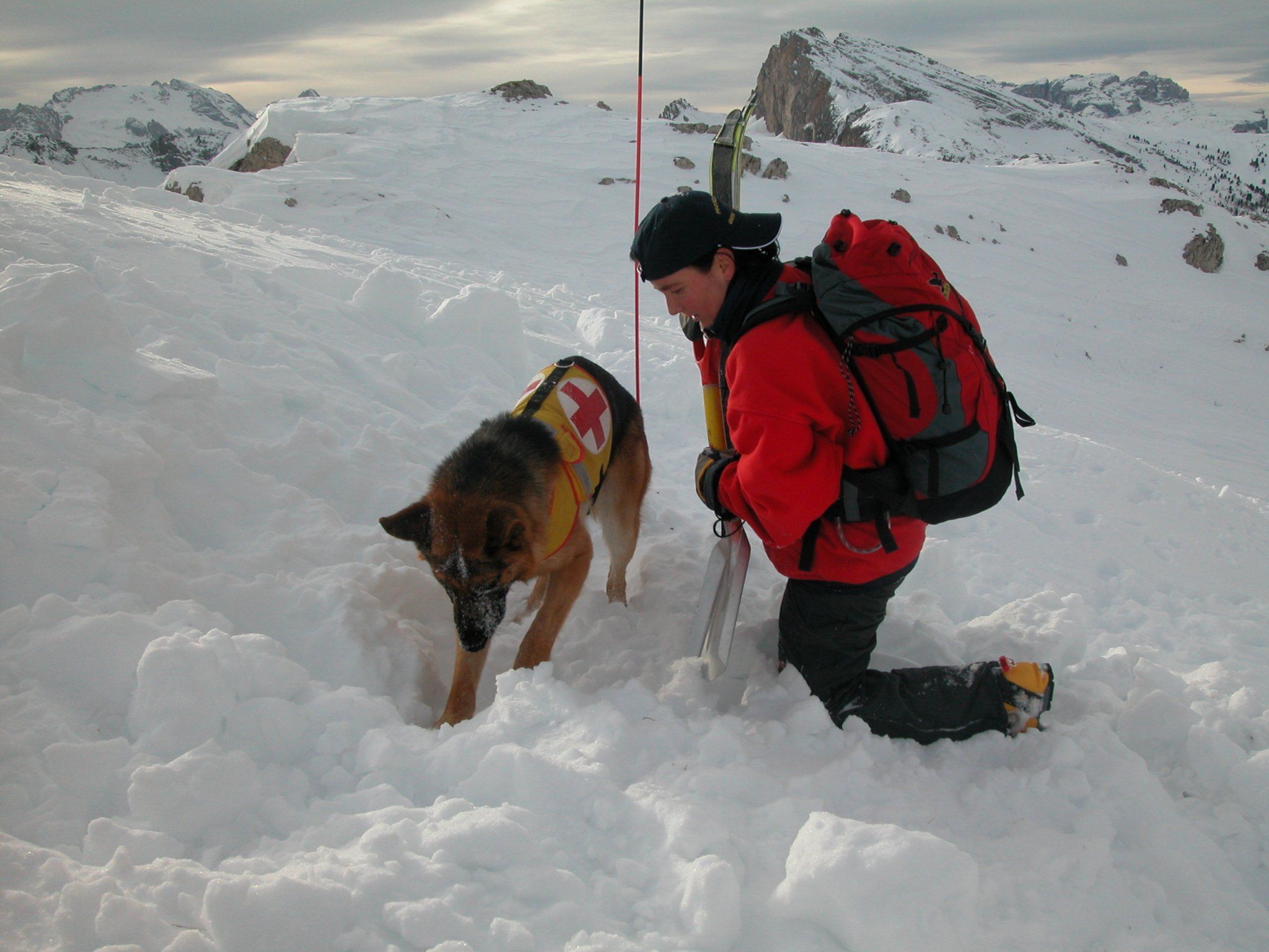 Die Rettungshunde haben unzähligen Lawinenopfern das Leben gerettet. Die Rettungshunde haben unzähligen Lawinenopfern das Leben gerettet.