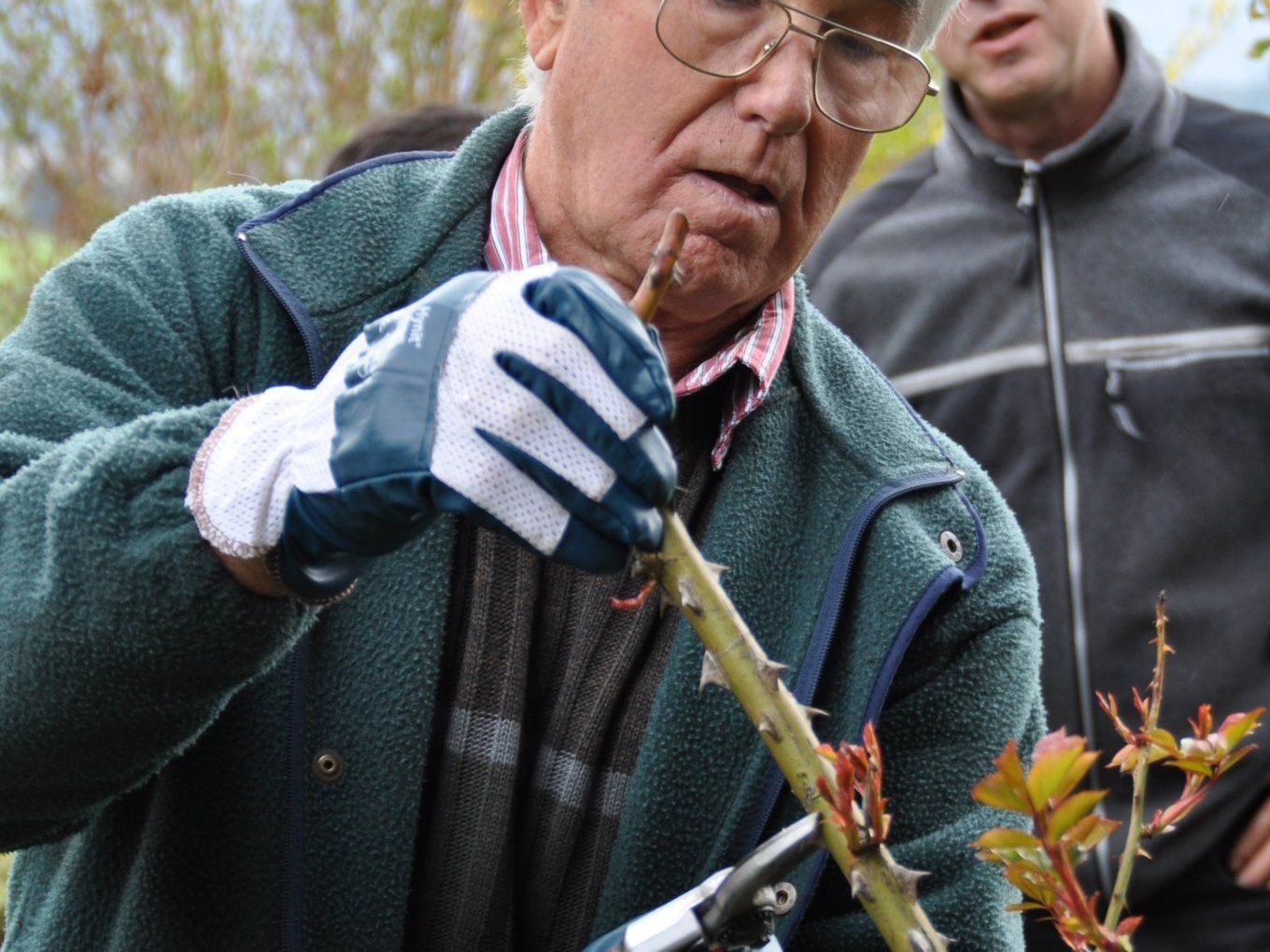 Der "Rosen-Waibel" Der "Rosen-Waibel"