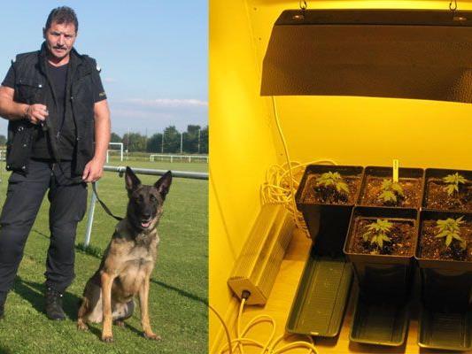 Teamwork: Generalinspektor Kohzina und Polizeihund "Apollo" stellten eine Cannabis-Pantage in Langenzersdorf sicher
