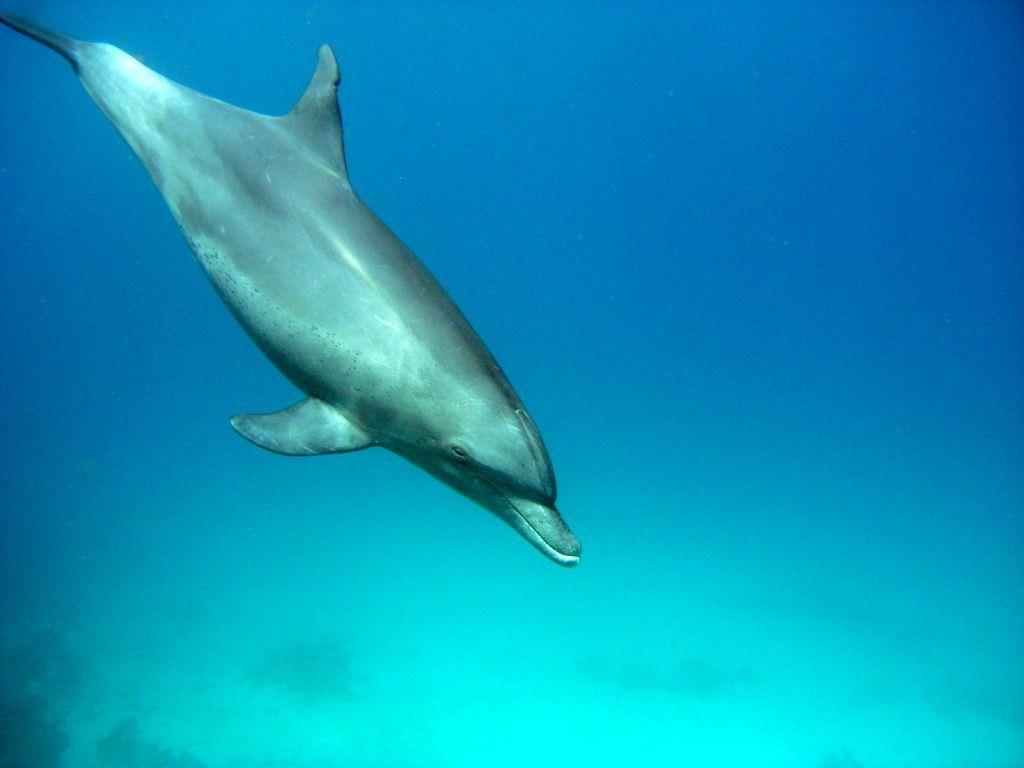 Delphinbegleitung