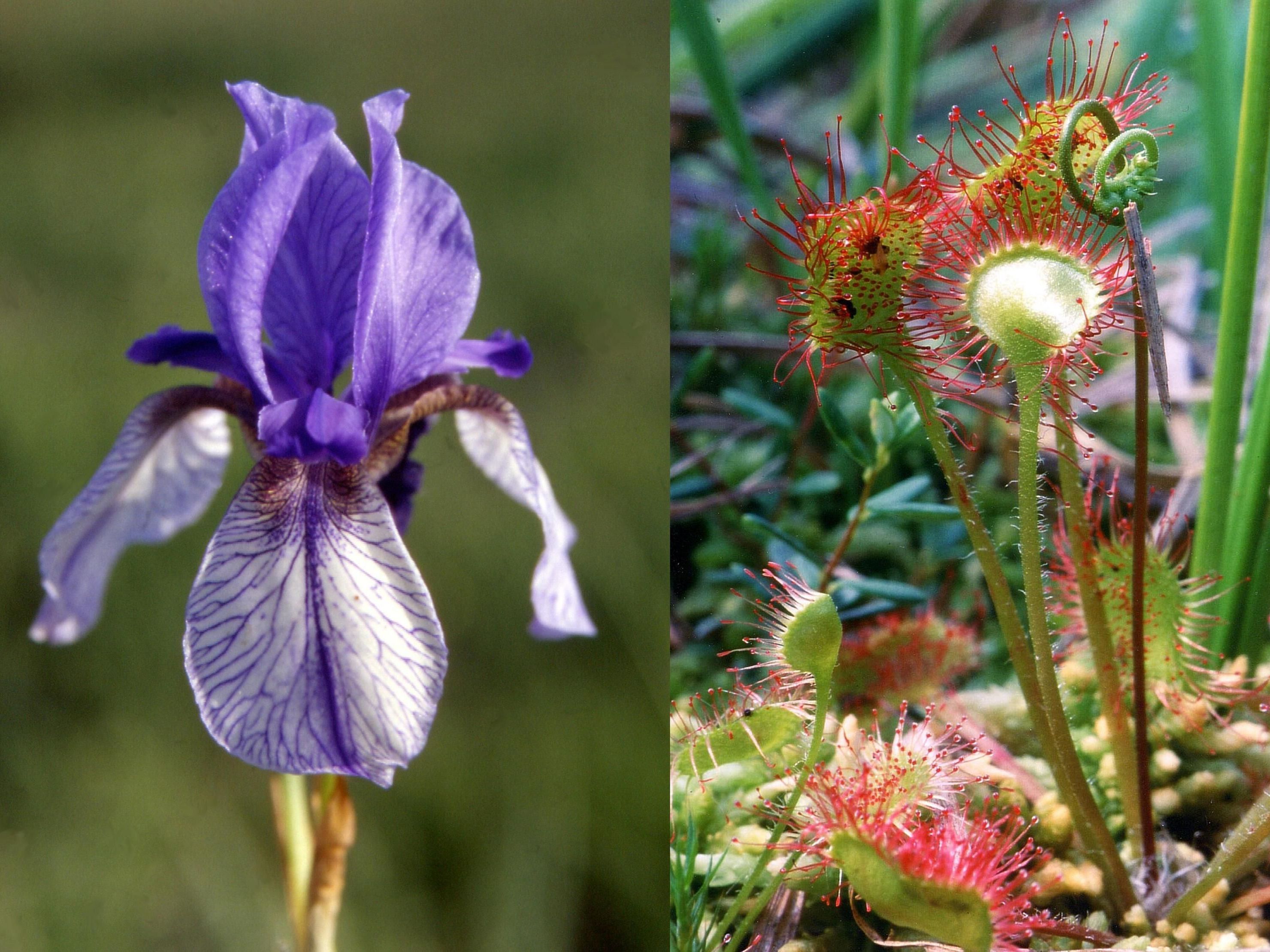 Sibirische Schwertlilie und Rundblättriger Sonnentau - zwei seltene Pflanzenarten der Götzner Moorgebiete Sibirische Schwertlilie und Rundblättriger Sonnentau - zwei seltene Pflanzenarten der Götzner Moorgebiete