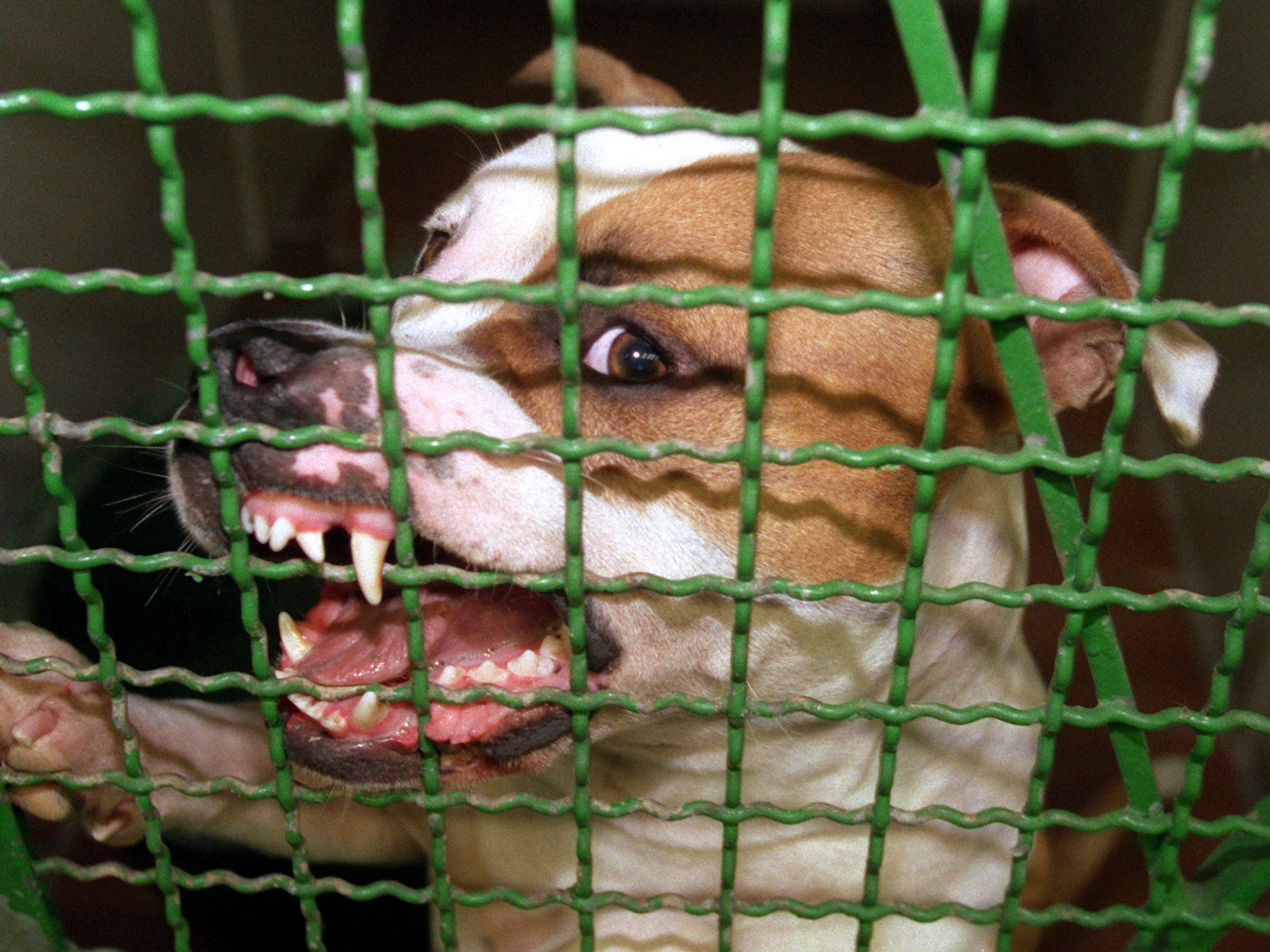 Die Behörden gehen davon aus, dass zu den tödlichen Hundekämpfen zahlreiche Zuschauer kamen. Die Behörden gehen davon aus, dass zu den tödlichen Hundekämpfen zahlreiche Zuschauer kamen.