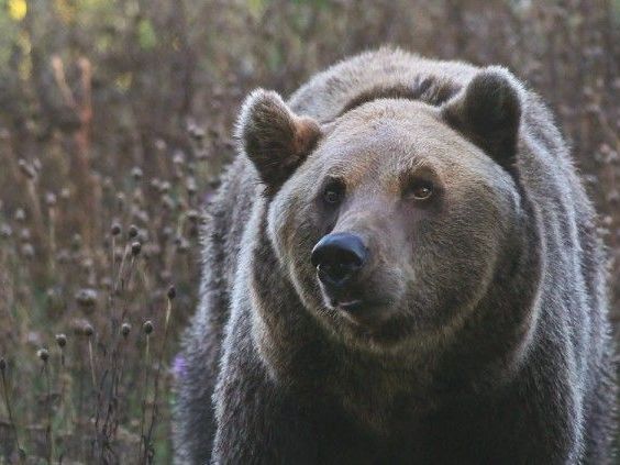 Braunbären im Anmarsch auf Vorarlberg? Braunbären im Anmarsch auf Vorarlberg?