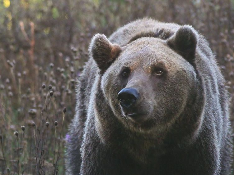 Es ist möglich, dass die Bären auch nach Vorarlberg kommen. (Hubert Schatz, Wildbiologe) Es ist möglich, dass die Bären auch nach Vorarlberg kommen. (Hubert Schatz, Wildbiologe)