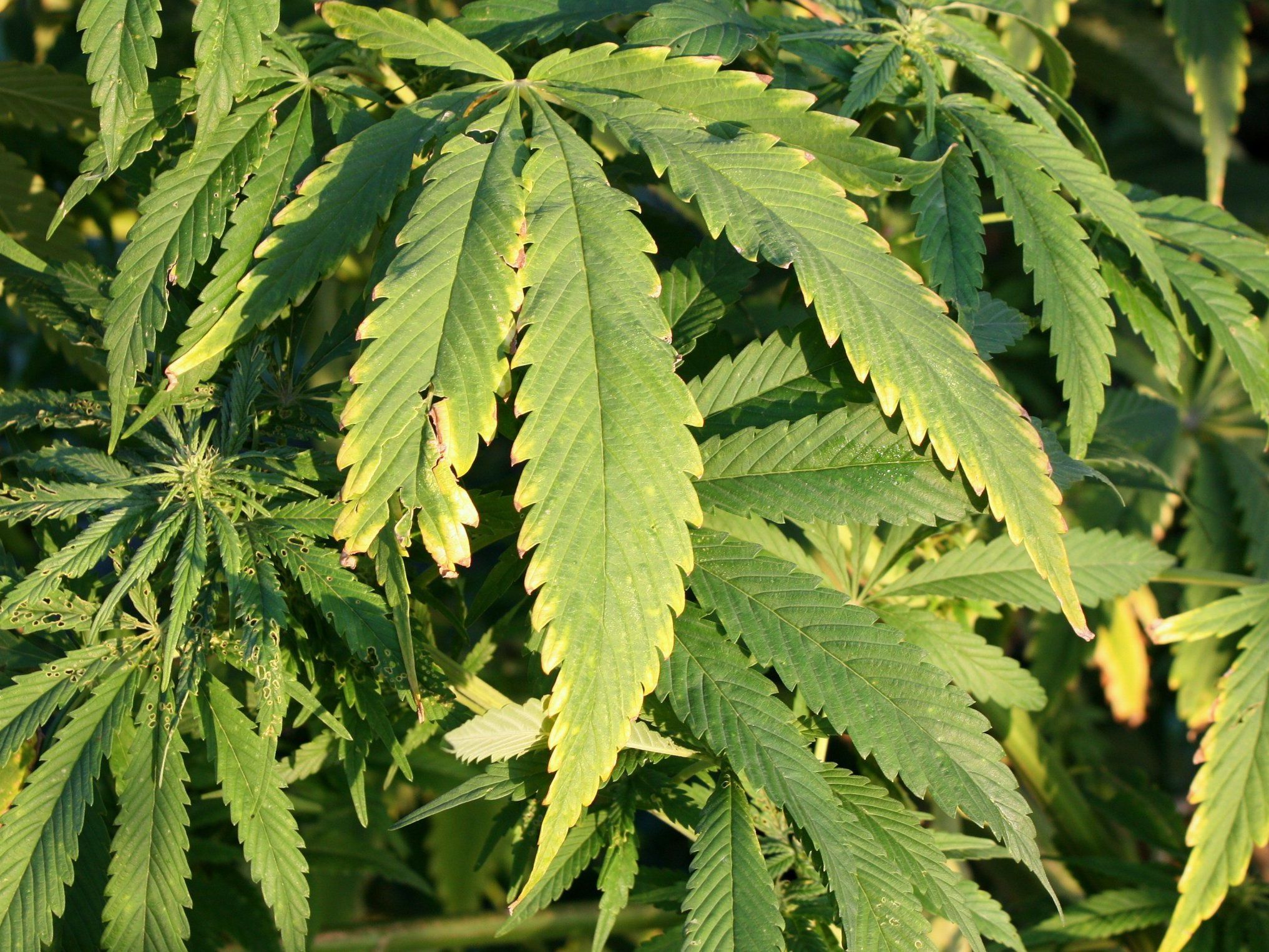 Noch eine Cannabisplantage in der Leopoldstadt ausgehoben Noch eine Cannabisplantage in der Leopoldstadt ausgehoben