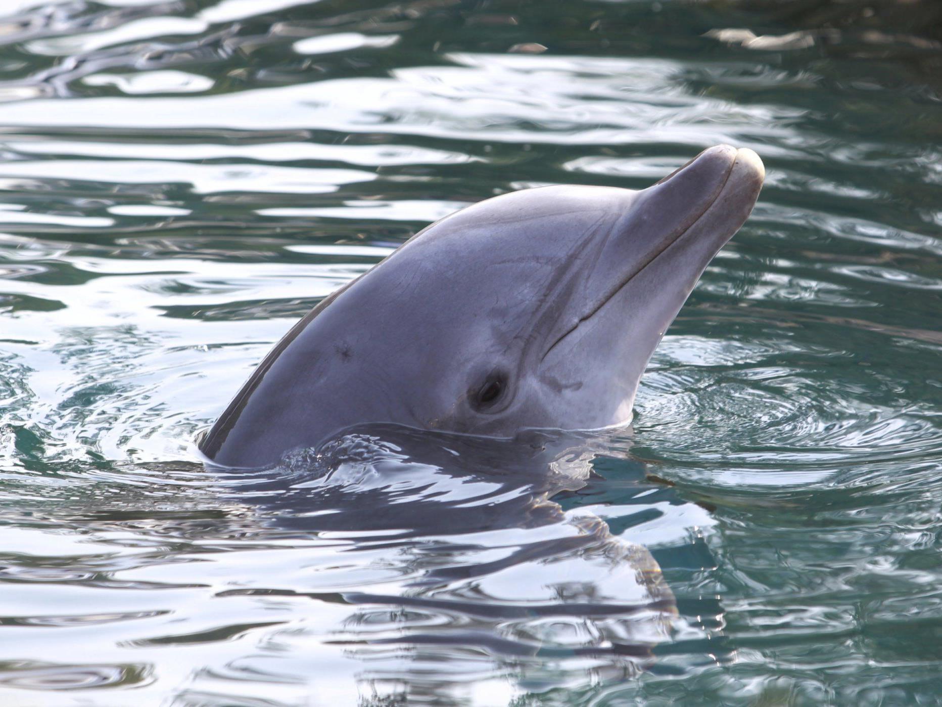 Einer Studie zufolge wurden allein bis Ende März 2012 in den Küstengewässern von Florida bis Louisiana 84 tote Wale und Delfine registriert.