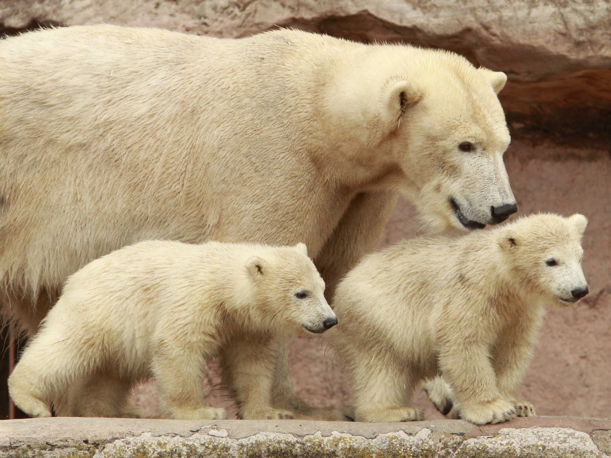 Der letzte gemeinsame mütterliche Vorfahr von Eisbär und Braunbär lebte vor etwa 111.000 bis 166.000 Jahren. Der letzte gemeinsame mütterliche Vorfahr von Eisbär und Braunbär lebte vor etwa 111.000 bis 166.000 Jahren.