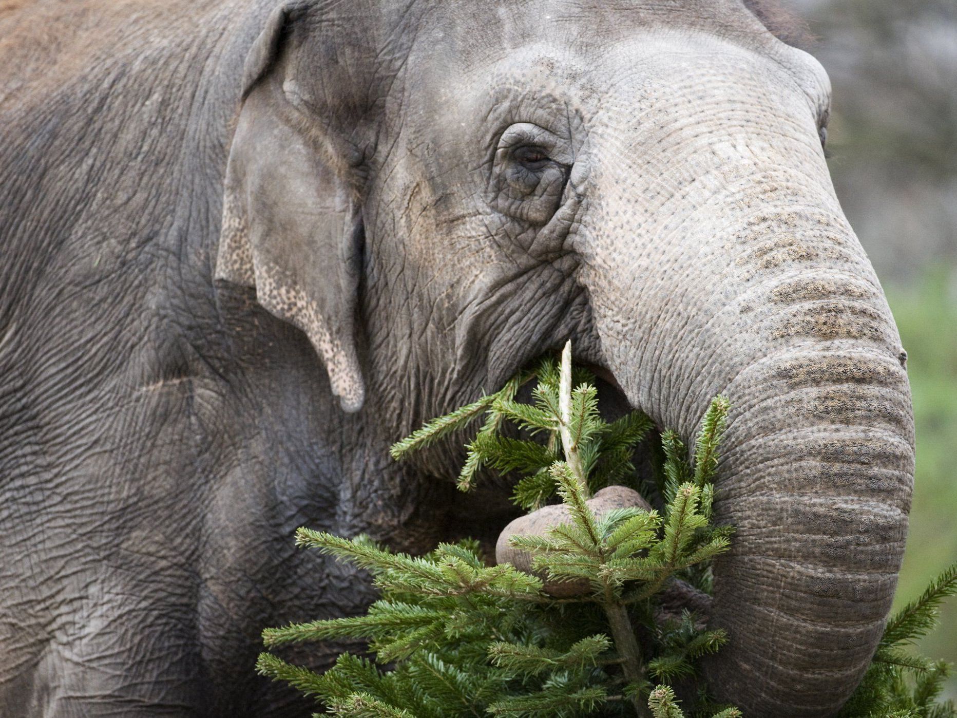 Ein Elefant sorgte in Lindau für einiges Aufsehen.