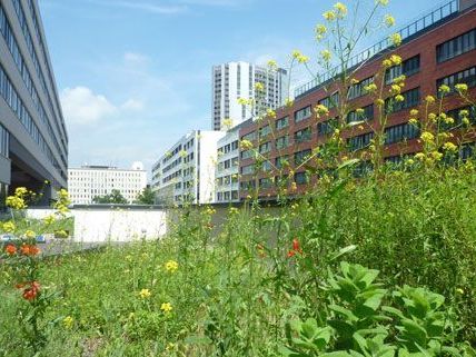 Gesucht werden naturnahe Grünoasen in der Großstadt - im Bild das Biotop auf dem Dach der MA22. Gesucht werden naturnahe Grünoasen in der Großstadt - im Bild das Biotop auf dem Dach der MA22.