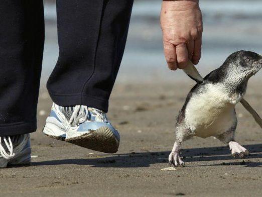 Die Ermittler kamen den Pinguin-Dieben rasch auf die Schliche, weil sie sich auf Facebook mit ihrer Tat gebrüstet hatten. Die Ermittler kamen den Pinguin-Dieben rasch auf die Schliche, weil sie sich auf Facebook mit ihrer Tat gebrüstet hatten.