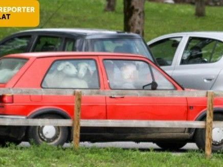 Ein Leserreporter fotografierte in Feldkirch-Tosters diesen skurrilen Schaf-Transport in einem VW-Golf 2.