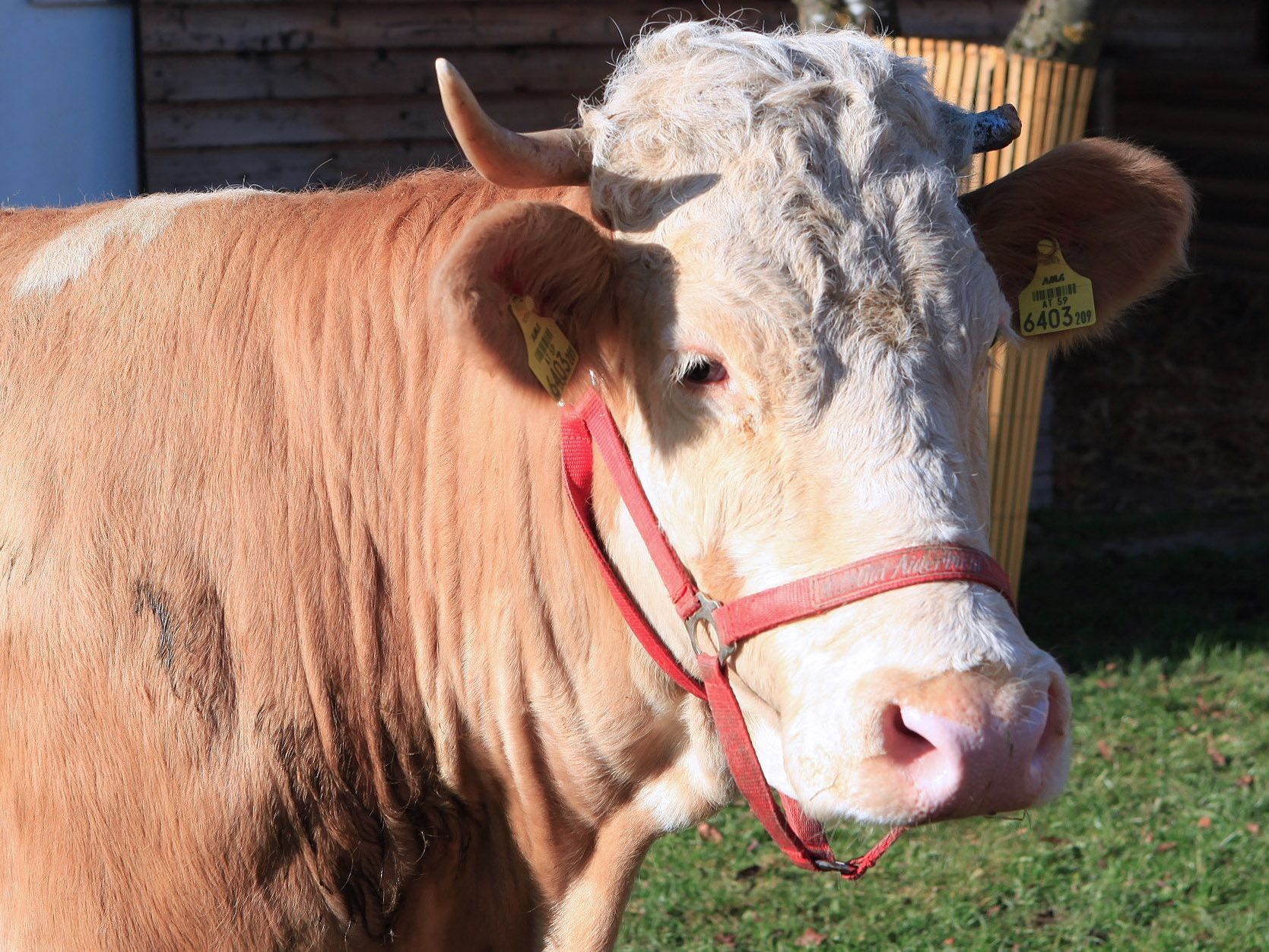Kuh Yvonne sorge im Sommer 2011 für großes Aufsehen: Nach monatelanger Flucht wurde sie wieder eingefangen . Kuh Yvonne sorge im Sommer 2011 für großes Aufsehen: Nach monatelanger Flucht wurde sie wieder eingefangen .