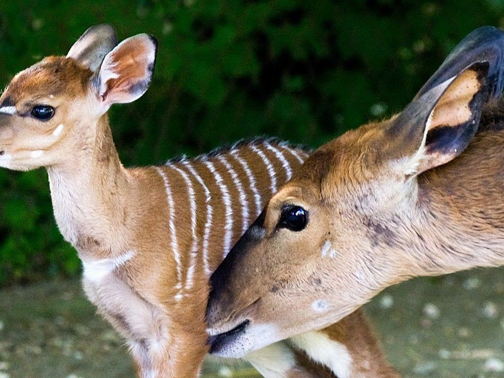 Im Tiergarten Schönbrunn kam das Nyala-Weibchen Amanda auf die Welt. Im Tiergarten Schönbrunn kam das Nyala-Weibchen Amanda auf die Welt.