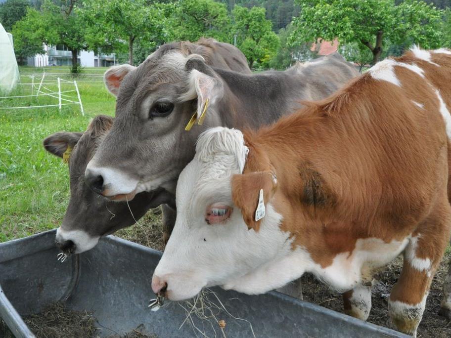 Kühe lassen sich nicht nur das frische Gras schmecken.