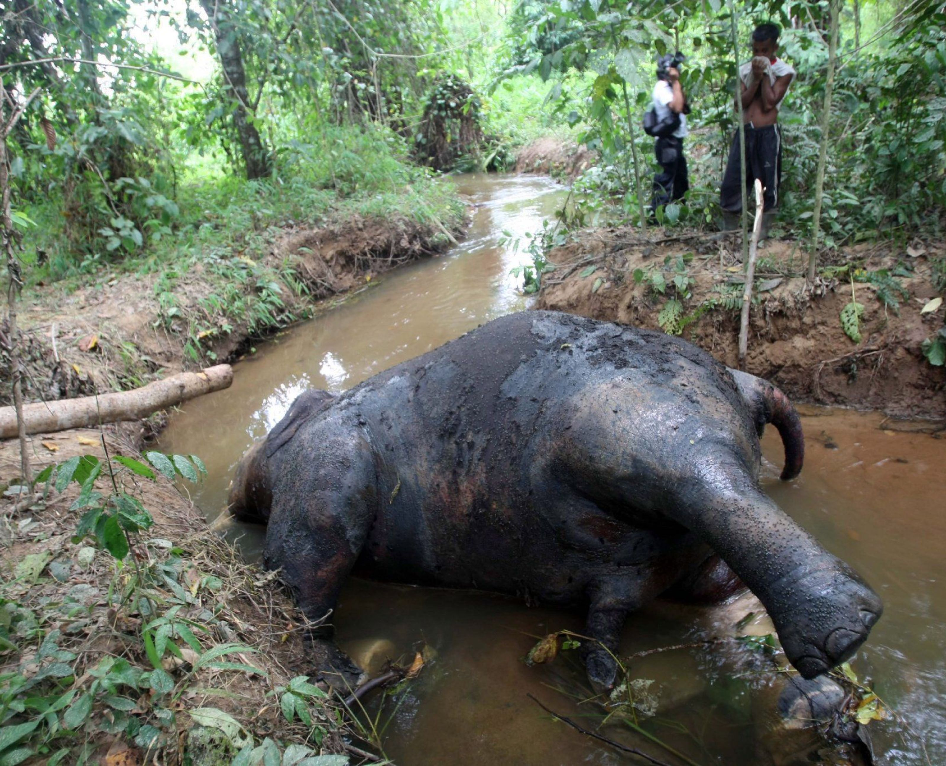 Rund 250 Dollar kostet das Kilogramm Elfenbein auf dem Schwarzmarkt. Rund 250 Dollar kostet das Kilogramm Elfenbein auf dem Schwarzmarkt.