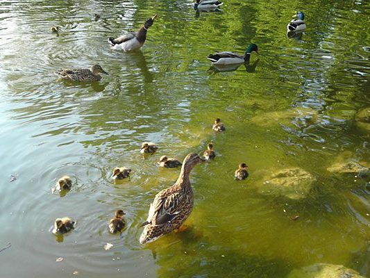 Unser Leserreporter freute sich über niedliche kleine Enten im Stadtpark Unser Leserreporter freute sich über niedliche kleine Enten im Stadtpark