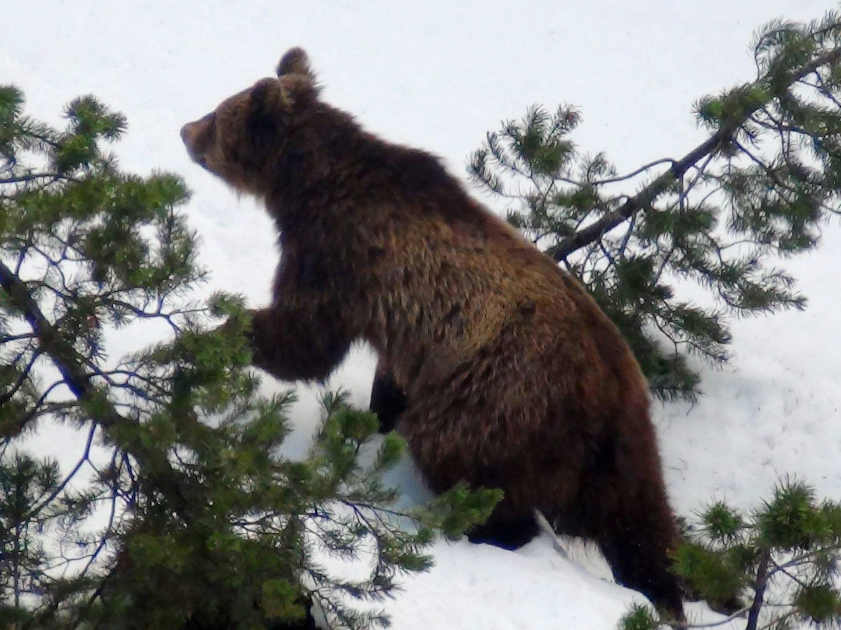 Braunbär M13 erholt sich nach seiner Kollision mit einem Zug in der Nähe der Unfallstelle. Braunbär M13 erholt sich nach seiner Kollision mit einem Zug in der Nähe der Unfallstelle.