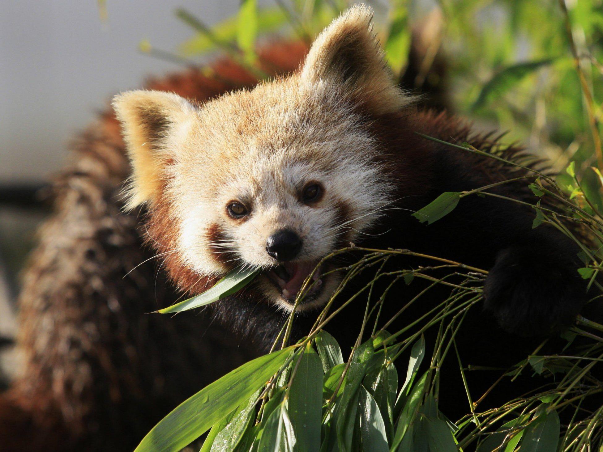 Der "Kleine" oder "Rote" Panda frisst auch gerne Bambus.